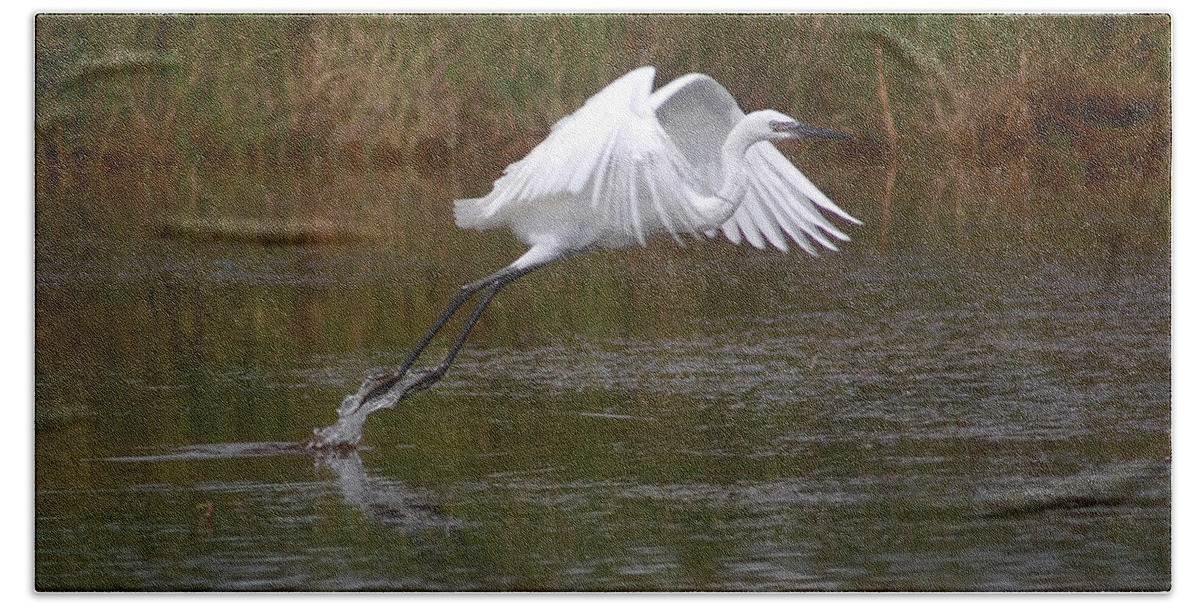 Bird Beach Sheet featuring the photograph Leaping Egret by Leticia Latocki