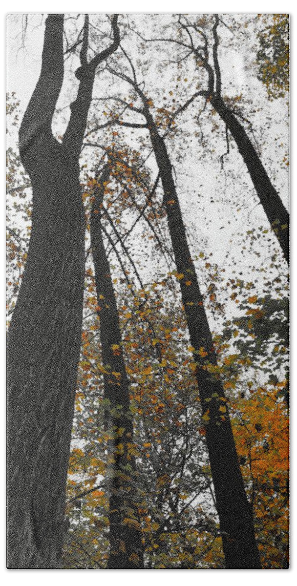 Fall Trees Beach Sheet featuring the photograph Leaves lost by Photographic Arts And Design Studio