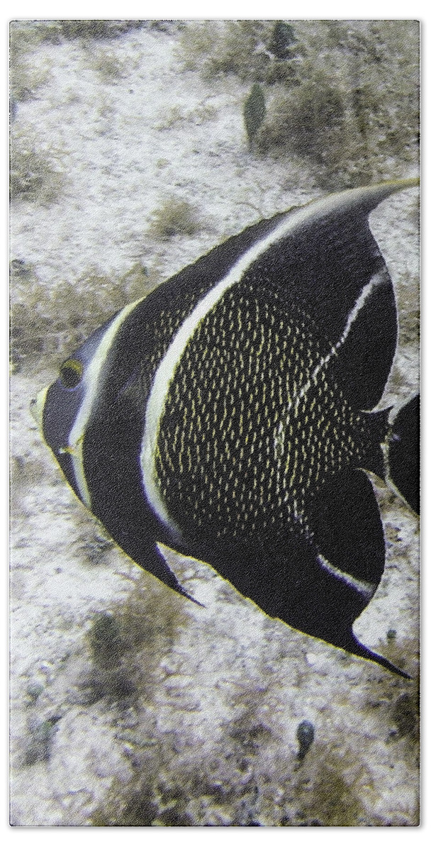 Fish Beach Towel featuring the photograph Left Turn by Lynne Browne