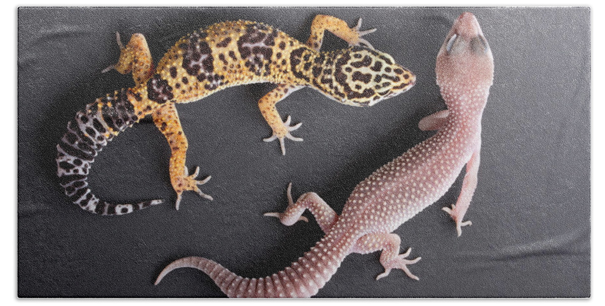 Common Leopard Gecko Beach Towel featuring the photograph Leopard Gecko E. Macularius Collection by David Kenny