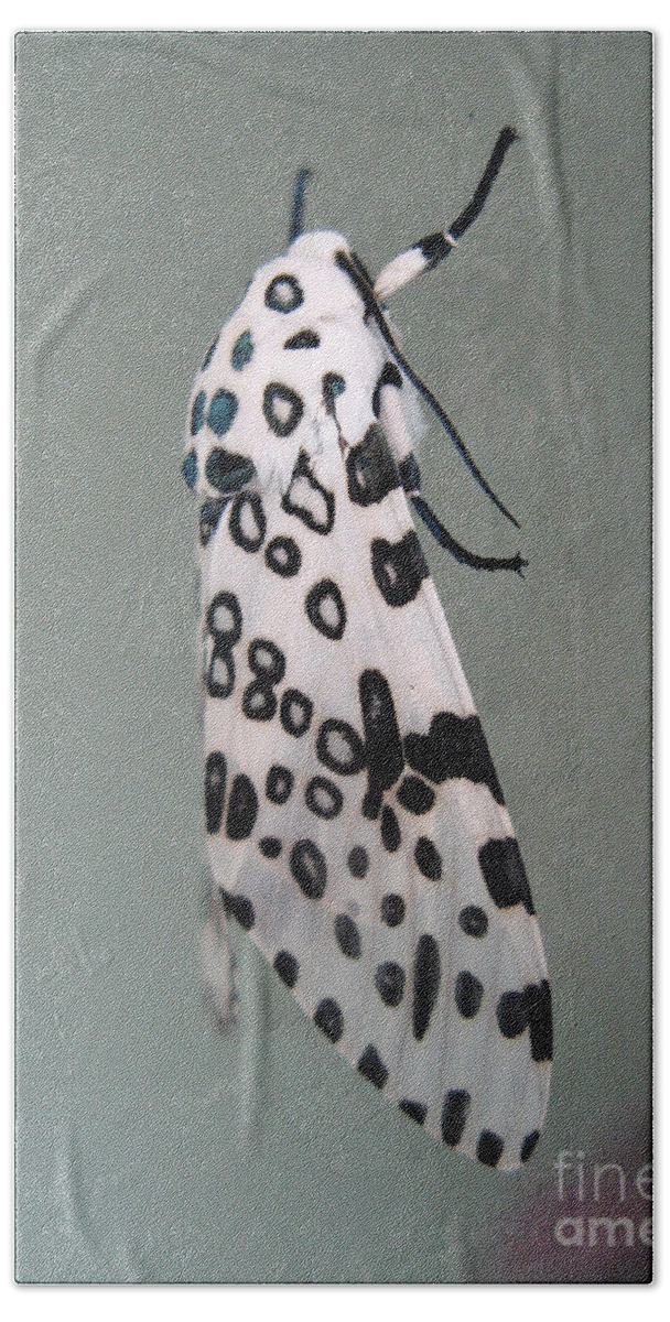 Moths Beach Towel featuring the photograph Leopard Moth by Christopher Plummer