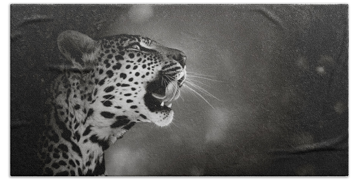 Leopard Beach Towel featuring the photograph Leopard portrait by Johan Swanepoel