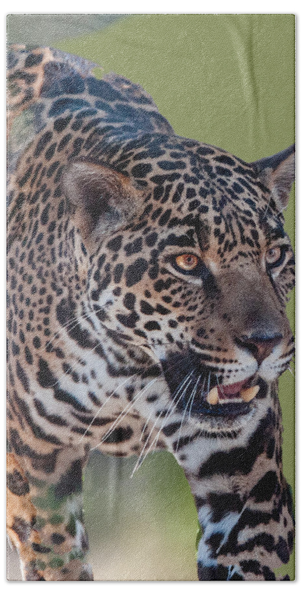 Animal Beach Towel featuring the photograph Jaguar Walking Portrait by William Bitman