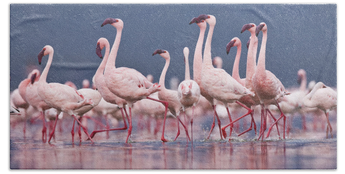 Flpa Beach Towel featuring the photograph Lesser Flamingo Courtship Dance Lake by Elliott Neep