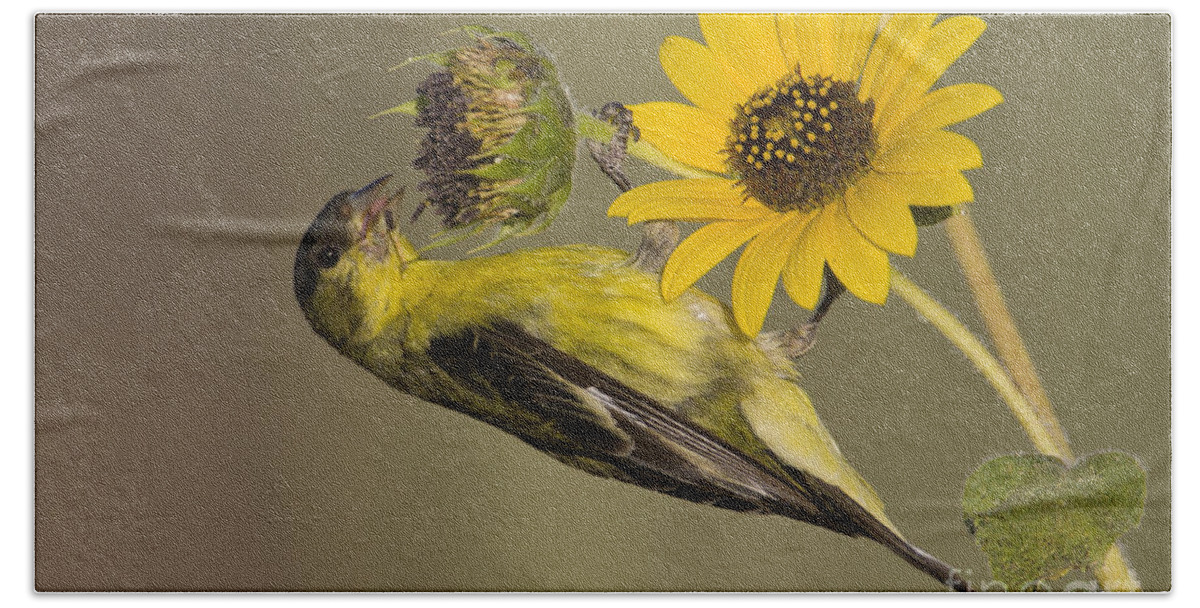 Lesser Goldfinch Beach Towel featuring the photograph Lesser Goldfinch on sunflower by Bryan Keil