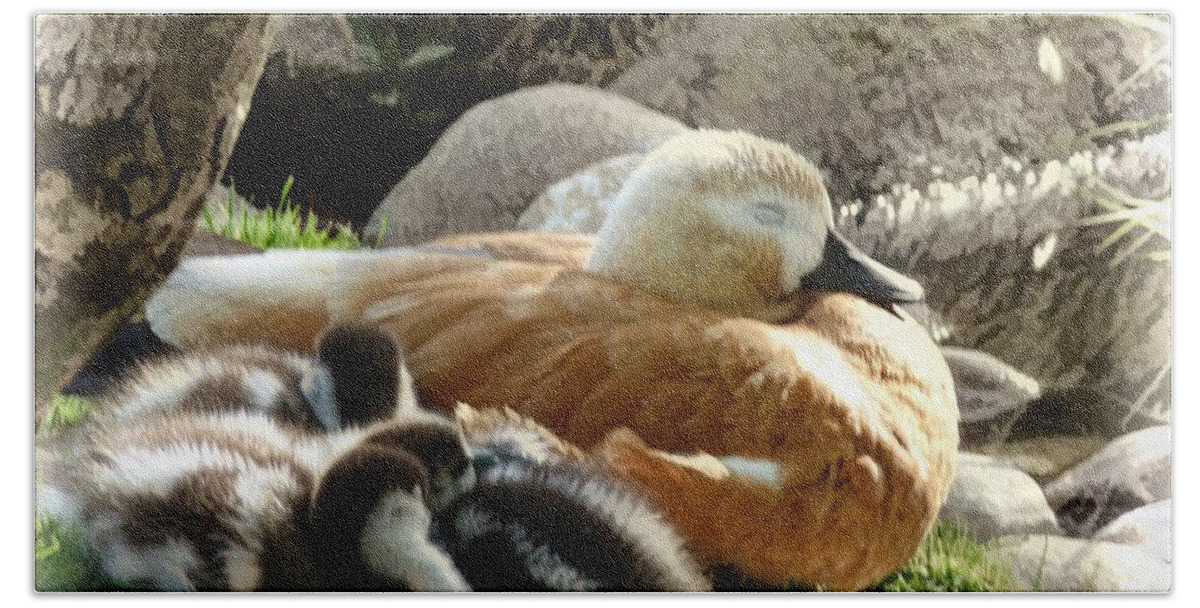 Julia Springer Beach Sheet featuring the photograph Let Sleeping Ducks Lie by Julia Springer