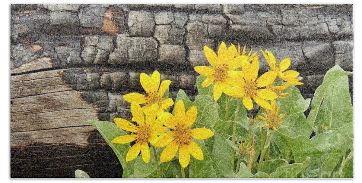 Arrowleaf Balsamroot Beach Towel featuring the photograph Life After Fire by Michele Penner