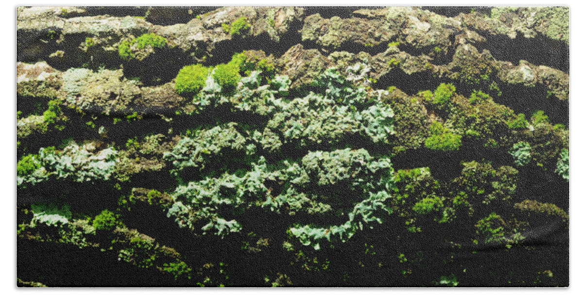 Ecosystem Beach Towel featuring the photograph Life After Life by Rebecca Sherman