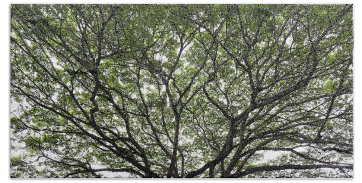 Trees Beach Towel featuring the photograph Life Lines by Sean Davey