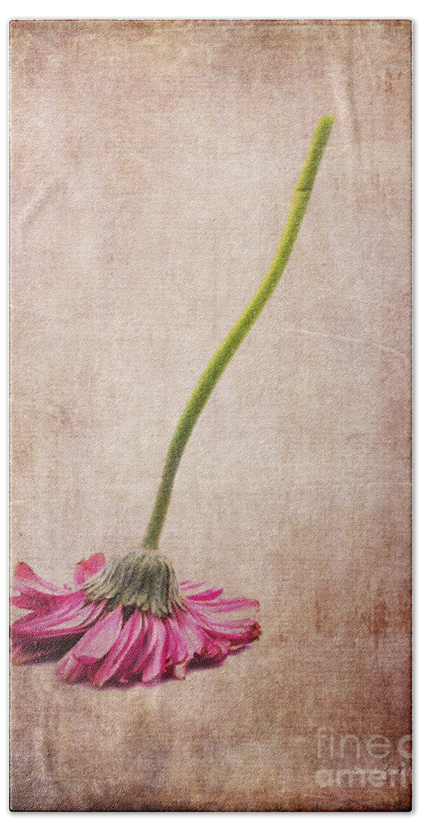 Flower Beach Towel featuring the photograph Like a Broom by Randi Grace Nilsberg