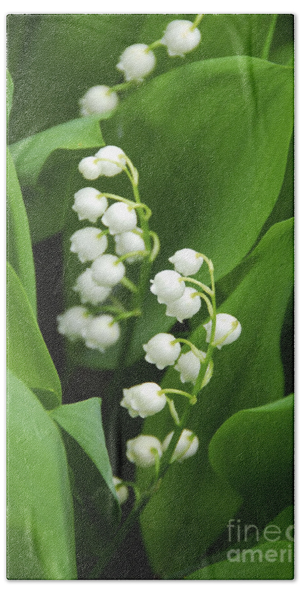 Lily Beach Towel featuring the photograph Lily-of-the-valley by Elena Elisseeva