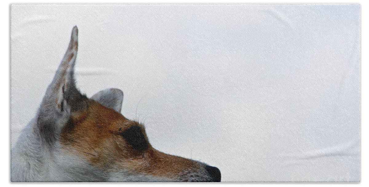 Dog Beach Towel featuring the photograph Limitless by Susan Herber