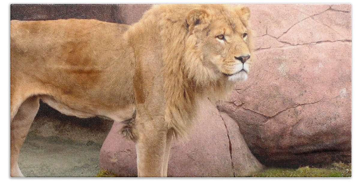 Lions Beach Towel featuring the photograph Lion Ready by Nina Silver