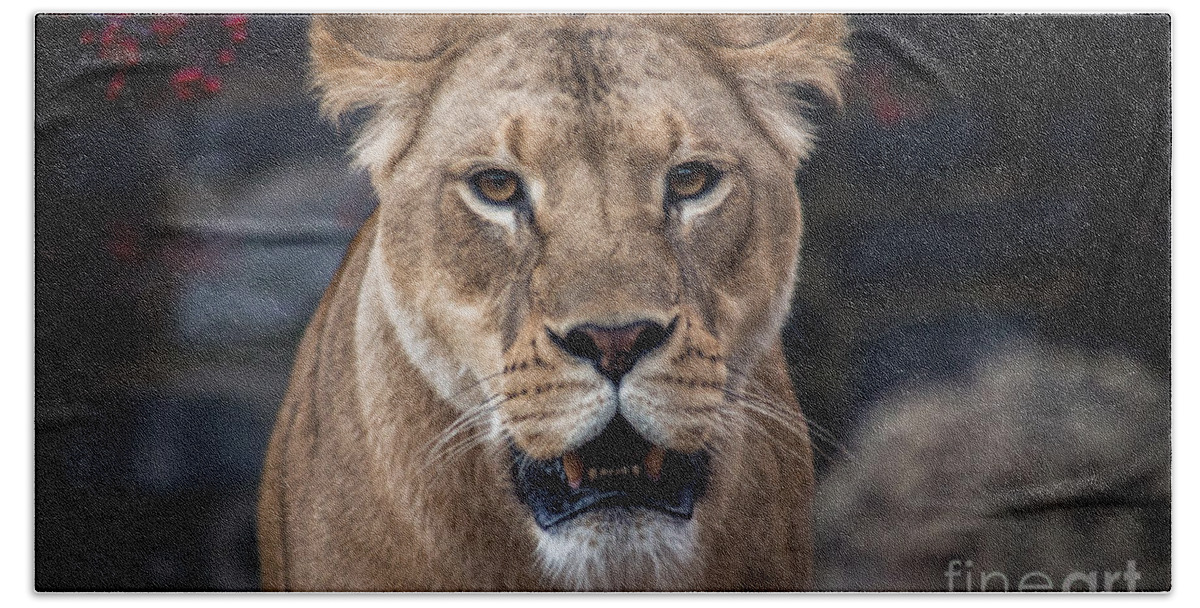 Lion Beach Towel featuring the photograph Lioness by David Rucker