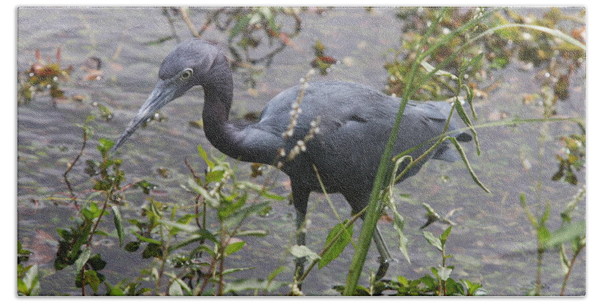Heron Beach Sheet featuring the photograph Little Blue Heron - Waiting For Prey by Christiane Schulze Art And Photography