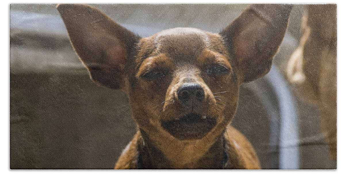 Animal Beach Towel featuring the photograph Little dog by Paulo Goncalves
