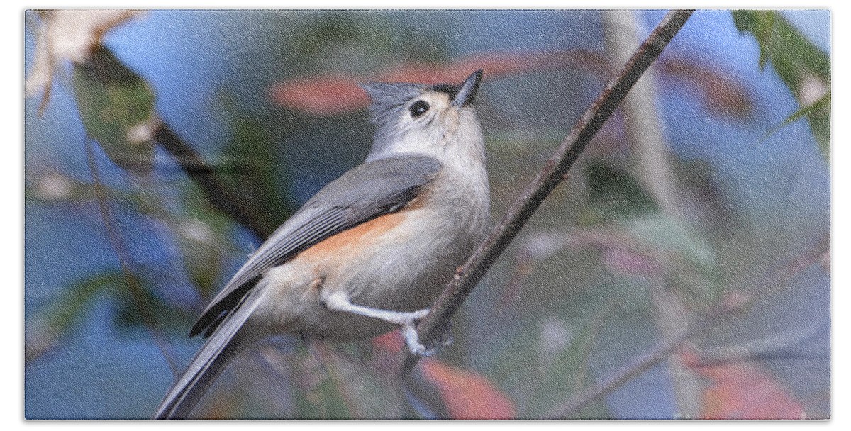 Birds Beach Towel featuring the photograph Little Tufted Titmouse by Kathy Baccari