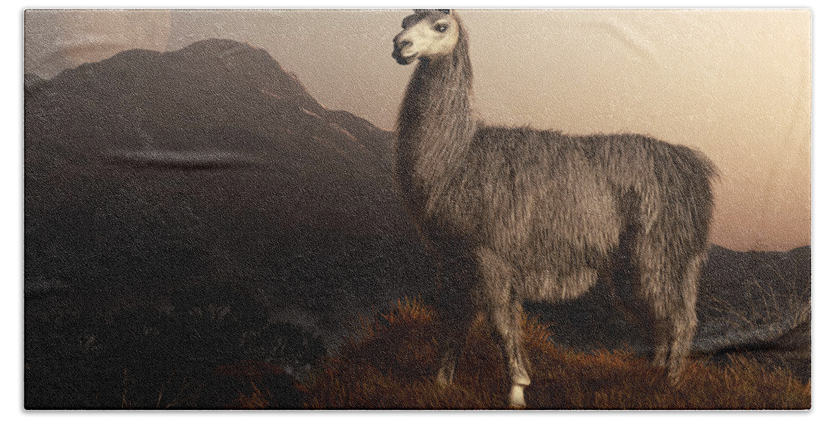 Llama Beach Towel featuring the digital art Llama Dawn by Daniel Eskridge