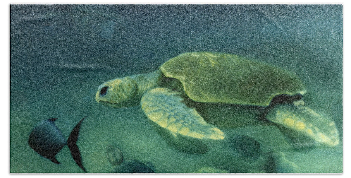 Loggerhead Turtles Beach Towel featuring the painting Loggerhead Turtle by Anni Adkins