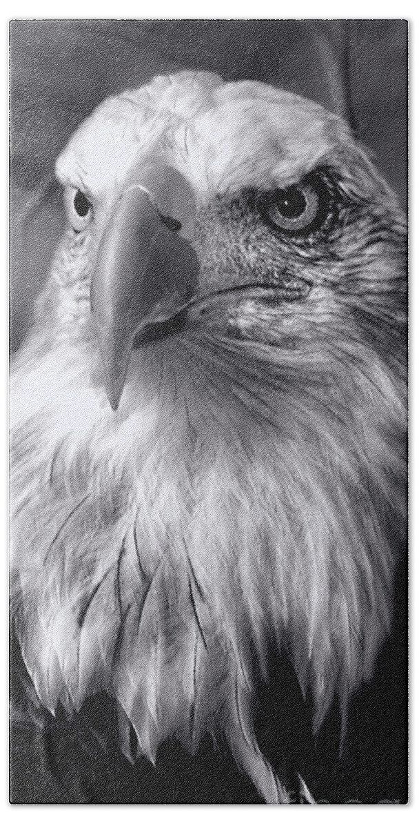 Bald Lone Eagle Bird Wildlife Black And White Close-up B&w Photo Filed Photography Headshot Portrait American Patriotic Nature Wings Birds Feathers Beach Sheet featuring the photograph Lone Eagle by Adam Olsen
