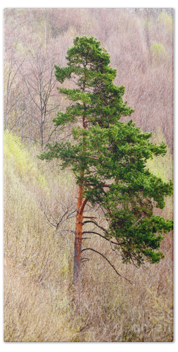 Pine Beach Towel featuring the photograph Lone Pine by Les Palenik