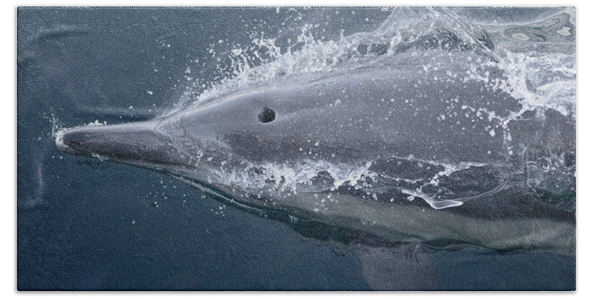 Feb0514 Beach Towel featuring the photograph Long-beaked Common Dolphin Baja by Flip Nicklin