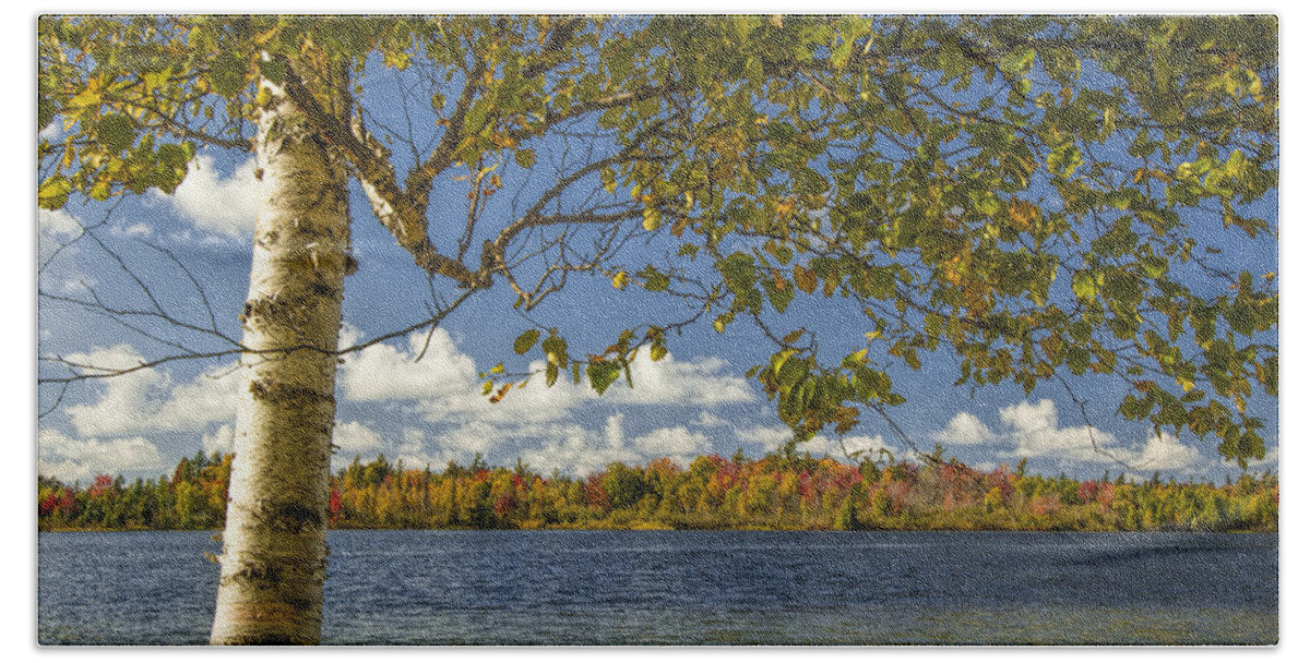 Art Beach Towel featuring the photograph Loon Lake in Autumn with White Birch Tree by Randall Nyhof