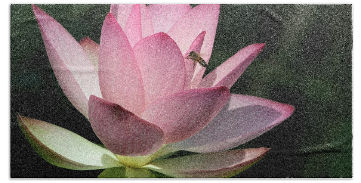 Lotus Beach Towel featuring the photograph Lotus and a Bee by Sabrina L Ryan