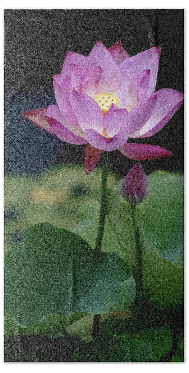 Lotus Blossom Beach Sheet featuring the photograph Lotus Blossom by Penny Lisowski