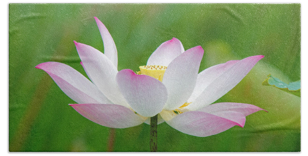Flower Beach Towel featuring the photograph Lotus by David Freuthal