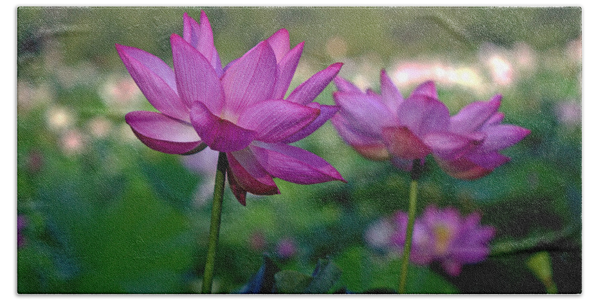 Kenilworth Beach Sheet featuring the photograph Lotus Flowers by Jerry Gammon