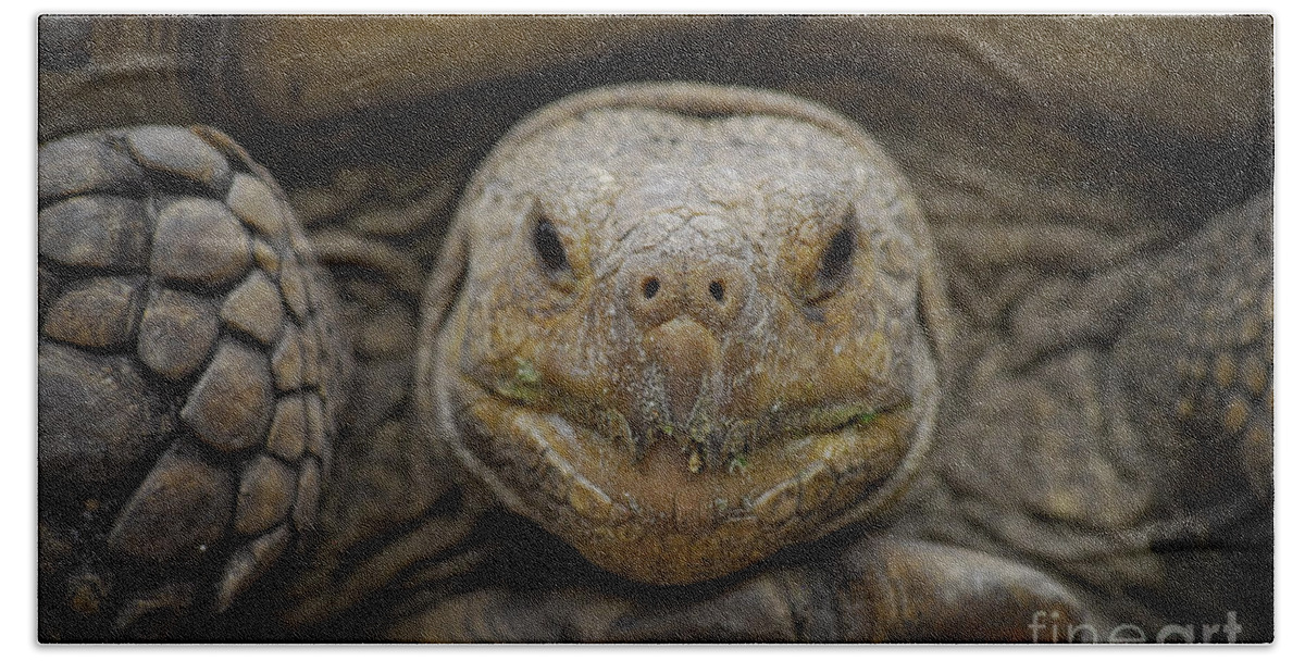 Tortoise Beach Towel featuring the photograph Low And Slow by Quinn Sedam