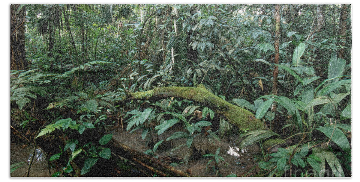 Lowland Amazon Rainforest Beach Towel featuring the photograph Lowland Amazon Rainforest by Gregory G. Dimijian, M.D.