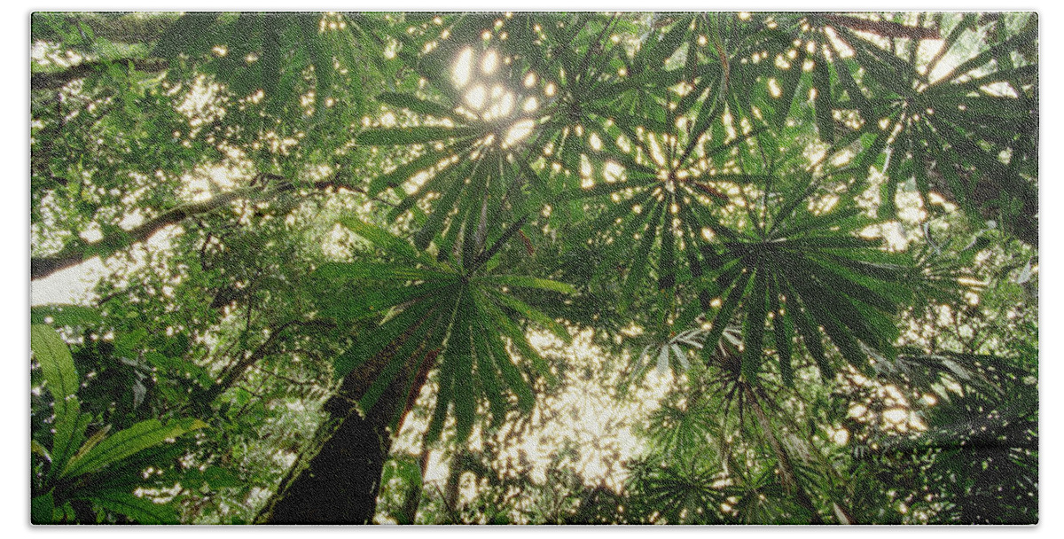 00200724 Beach Towel featuring the photograph Lowland Tropical Rainforest Fan Palms by Gerry Ellis