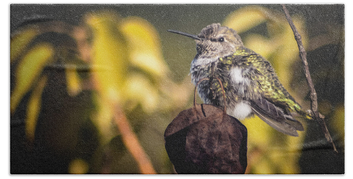 Hummingbird Beach Towel featuring the photograph Luggage by Caitlyn Grasso