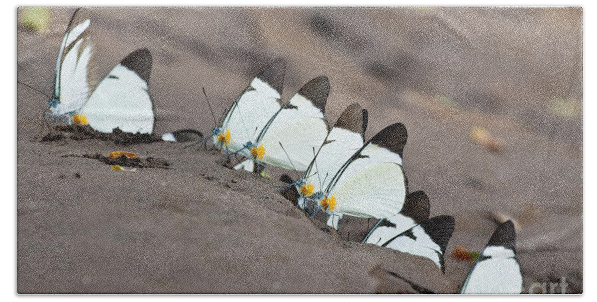 Lycimnia White Beach Towel featuring the photograph Lycimnia White Butterflies by William H. Mullins