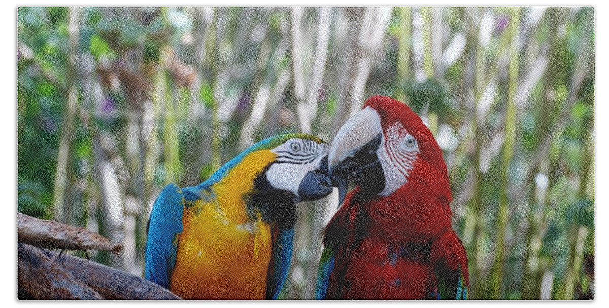 Macaws Beach Towel featuring the photograph Macaws Of Color by Rob Hans