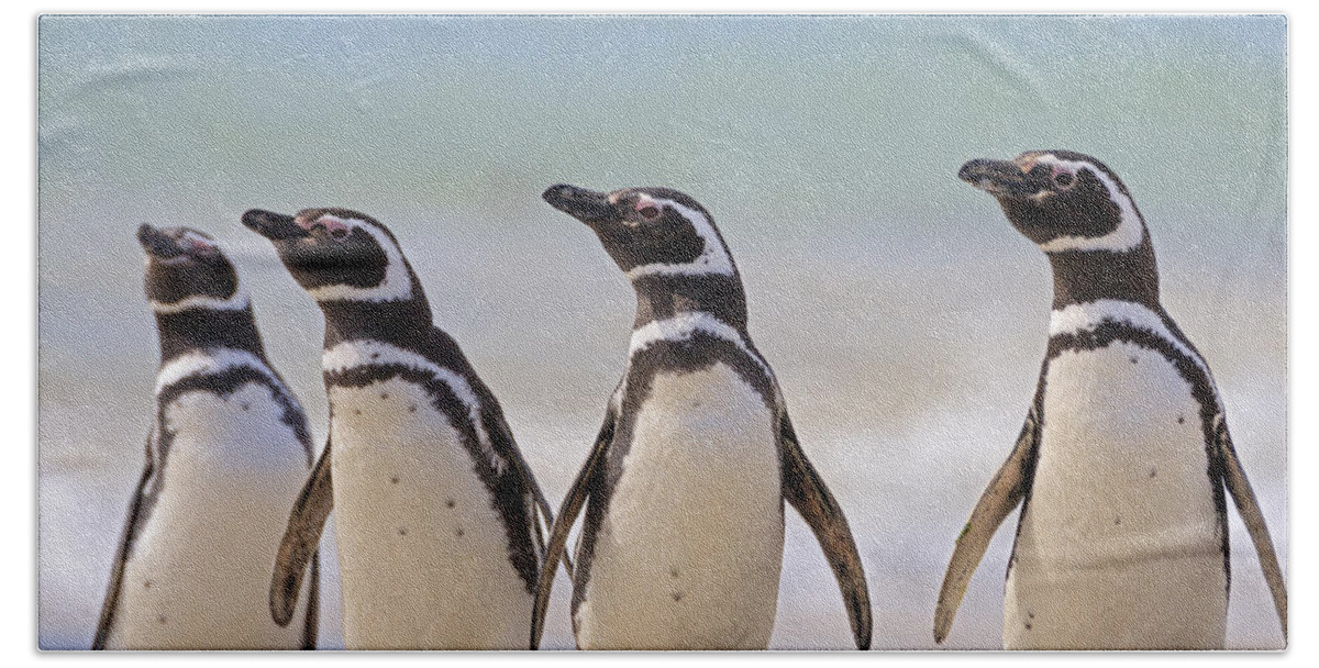Heike Odermatt Beach Towel featuring the photograph Magellanic Penguins Carcass Island by Heike Odermatt