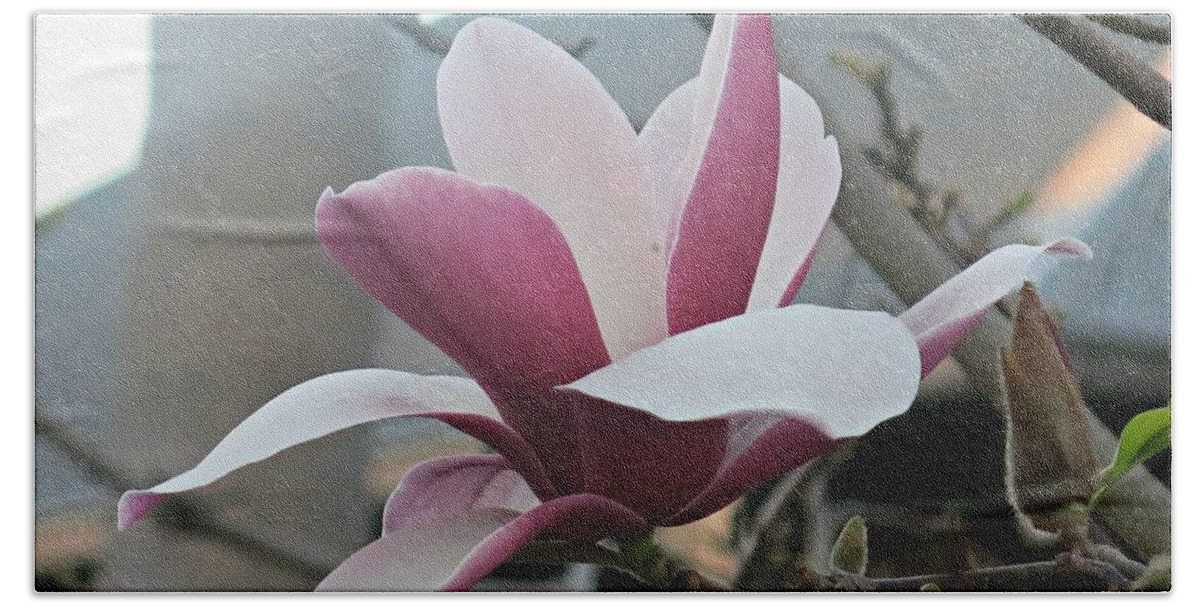 Magnolia Beach Sheet featuring the photograph Magnificent Magnolia Blossom by Leanne Seymour