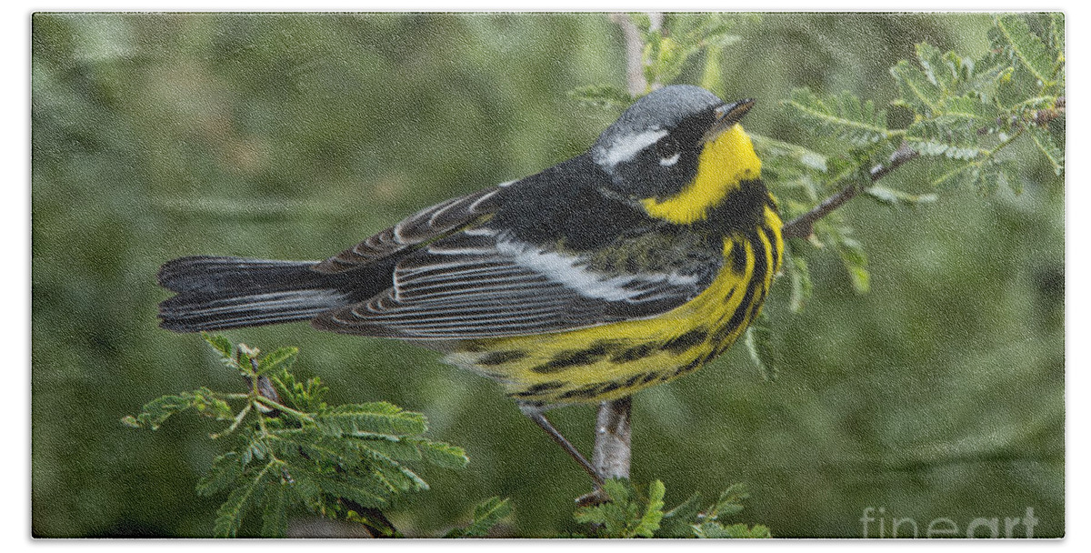 Magnolia Warbler Beach Towel featuring the photograph Magnolia Warbler by Anthony Mercieca