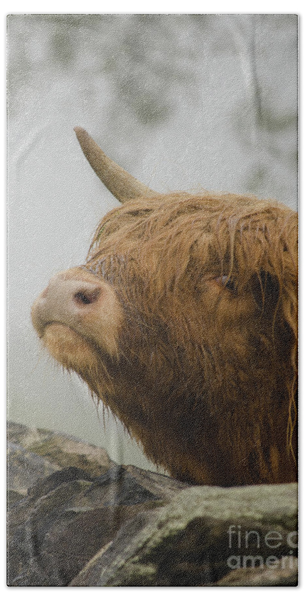 Linsey Williams Beach Sheet featuring the photograph Majestic Highland Cow by Linsey Williams