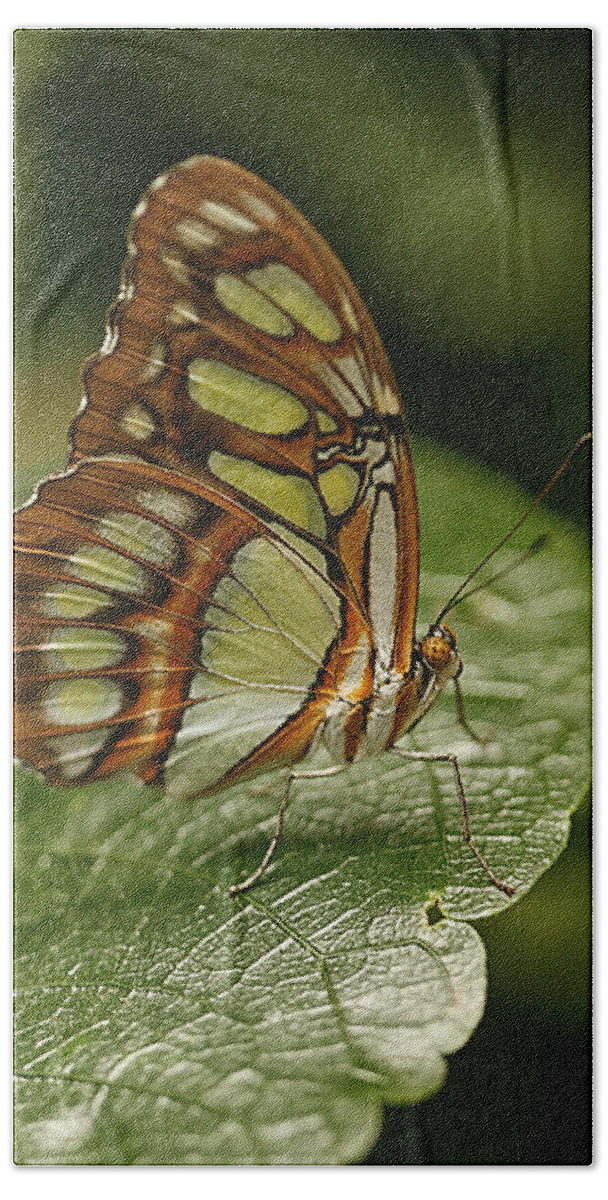 Cindi Ressler Beach Towel featuring the photograph Malachite Butterfly by Cindi Ressler