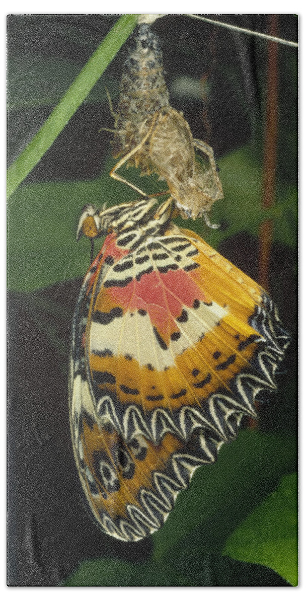 Feb0514 Beach Towel featuring the photograph Malay Lacewing Emerging From Cocoon by Mark Moffett