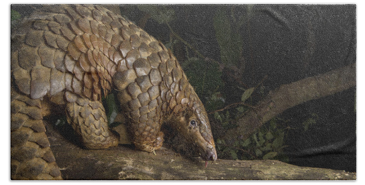 Suzi Eszterhas Beach Towel featuring the photograph Malayan Pangolin Eating Ants Vietnam by Suzi Eszterhas