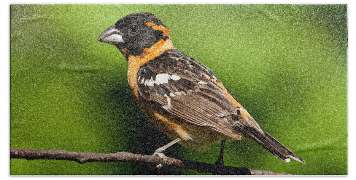 Animal Beach Towel featuring the photograph Male Black Headed Grosbeak in a Tree by Jeff Goulden