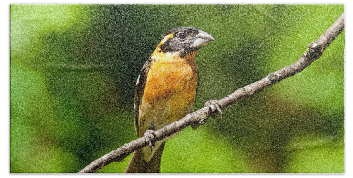 Adult Beach Towel featuring the photograph Male Black Headed Grosbeak by Jeff Goulden