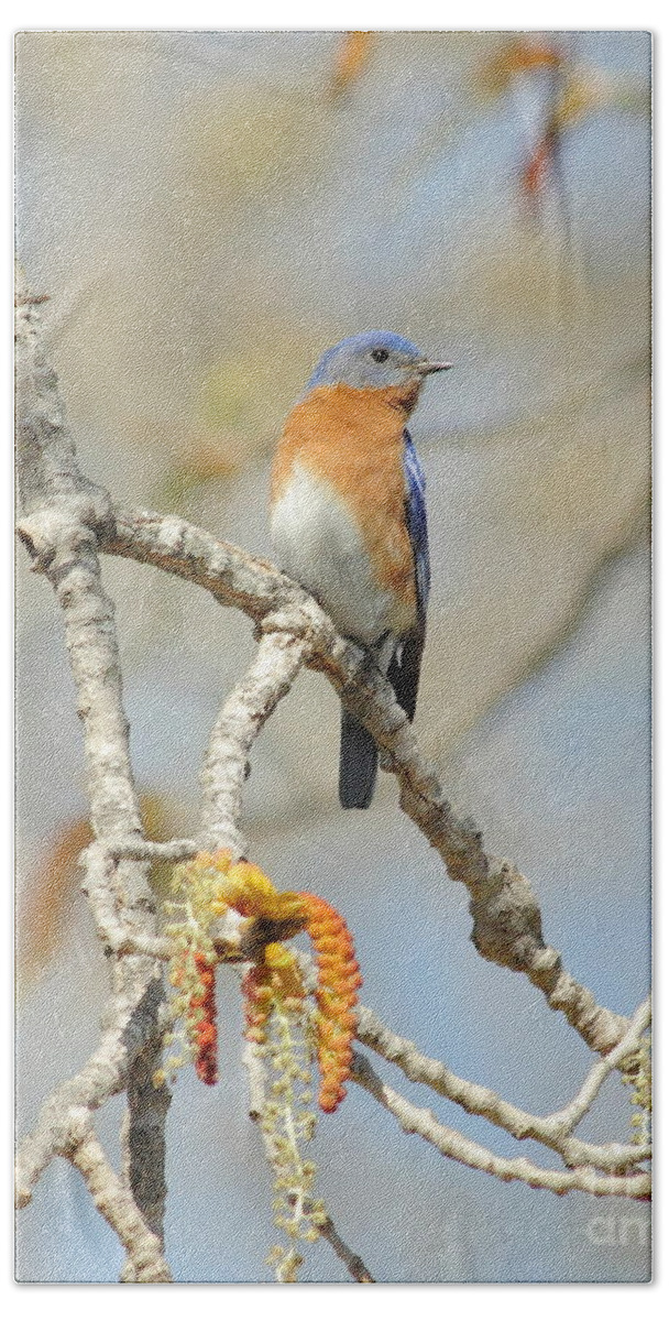 Animal Beach Towel featuring the photograph Male Bluebird In Budding Tree by Robert Frederick