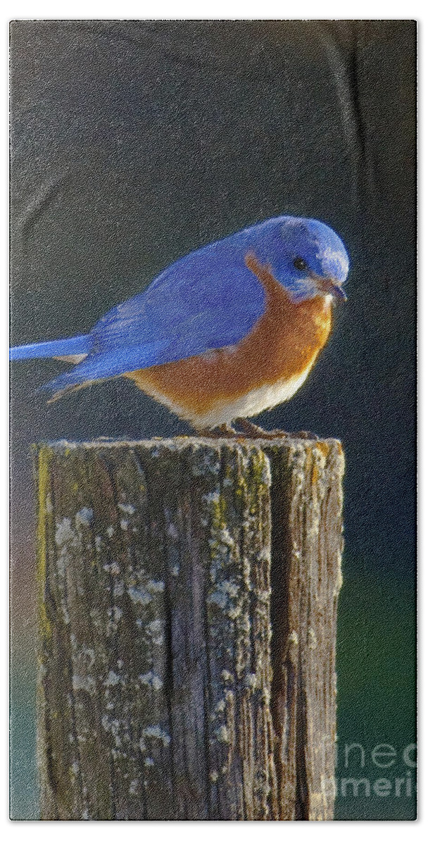 Male Beach Towel featuring the photograph Male Bluebird by Ronald Lutz