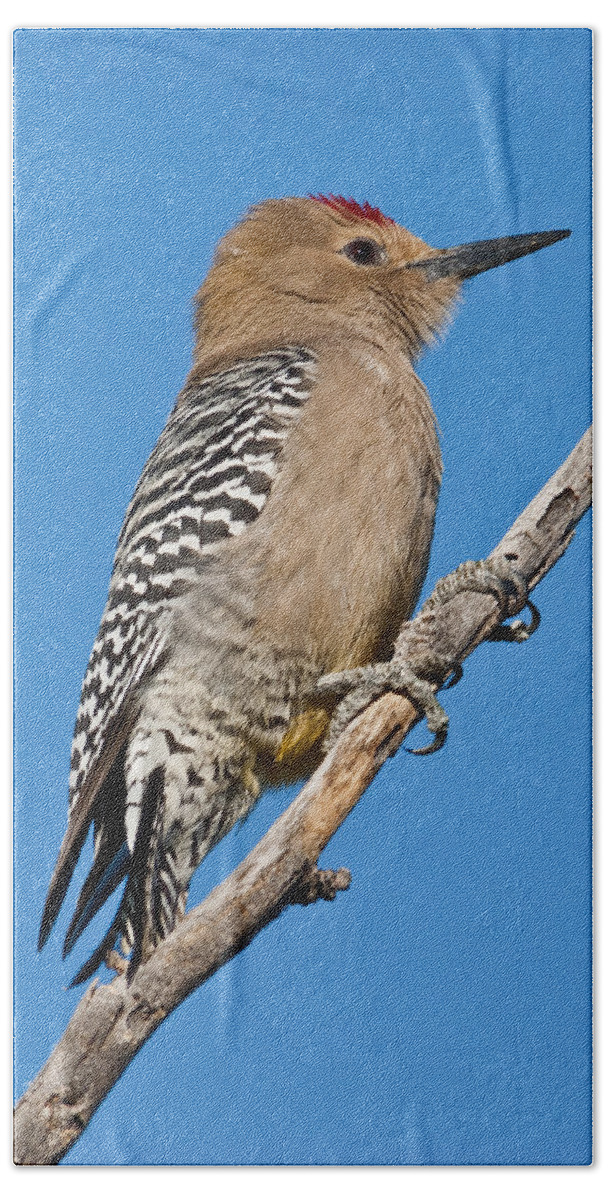 Animal Beach Towel featuring the photograph Male Gila Woodpecker by Jeff Goulden