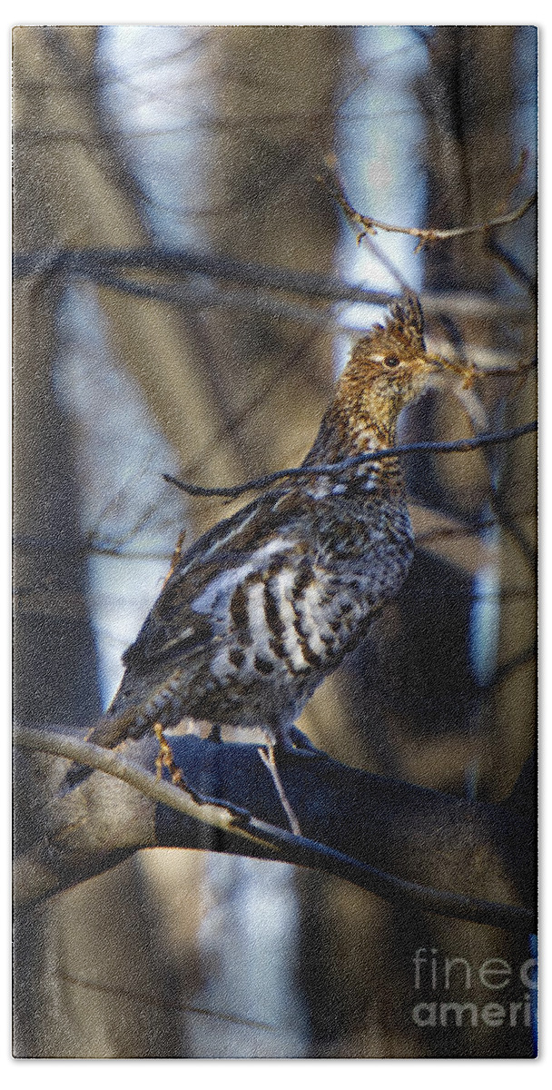 Bedford Beach Towel featuring the photograph Male Ruffed Grouse by Ronald Lutz